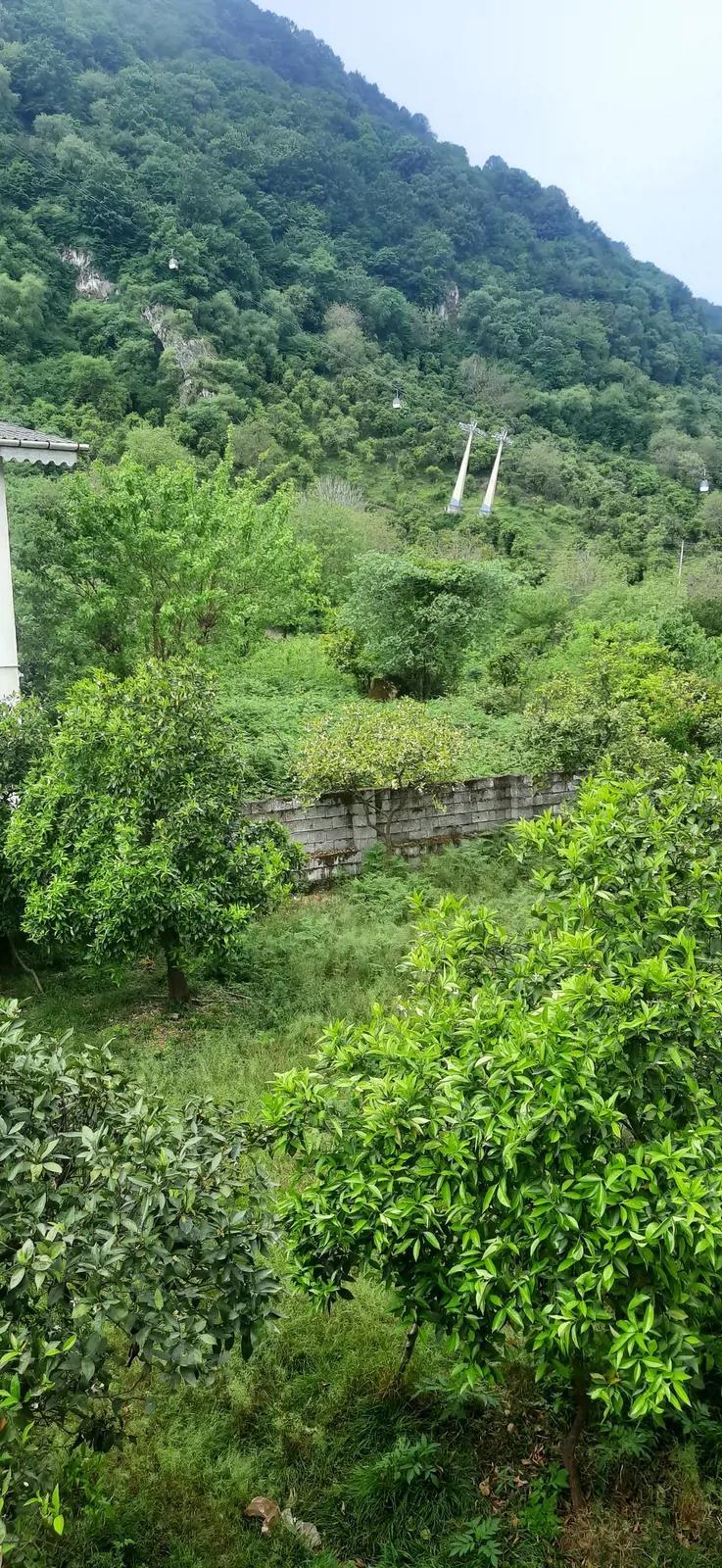 ویلا استخردار آبگرم جنگلی تمشک با جکوزی رامسر