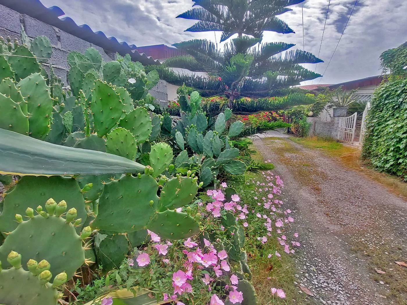 ویلا کاکتوس متل قو