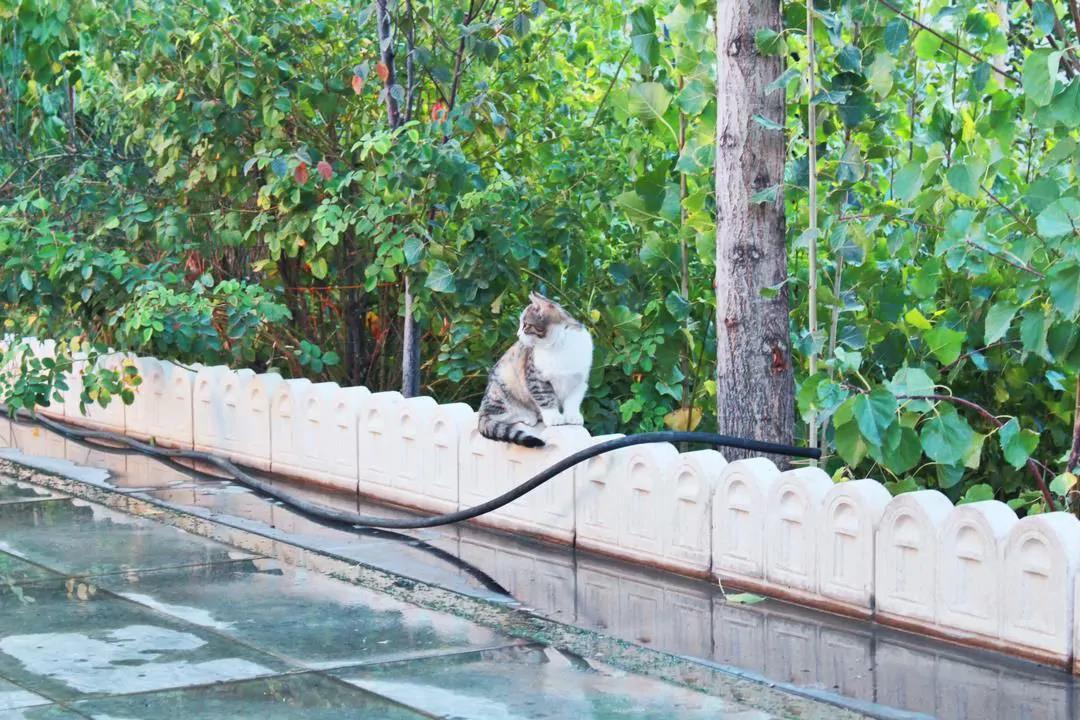 ویلا استخر آبگرم سرپوشیده بوستان کردان