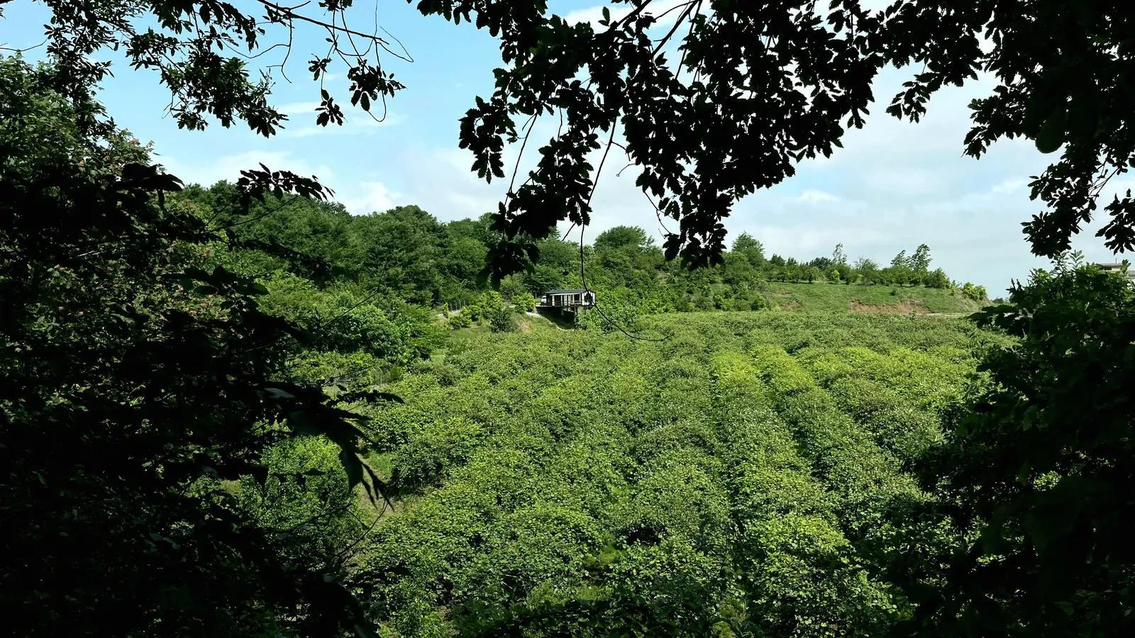کلبه چوبی جنگلی دیدار آمل