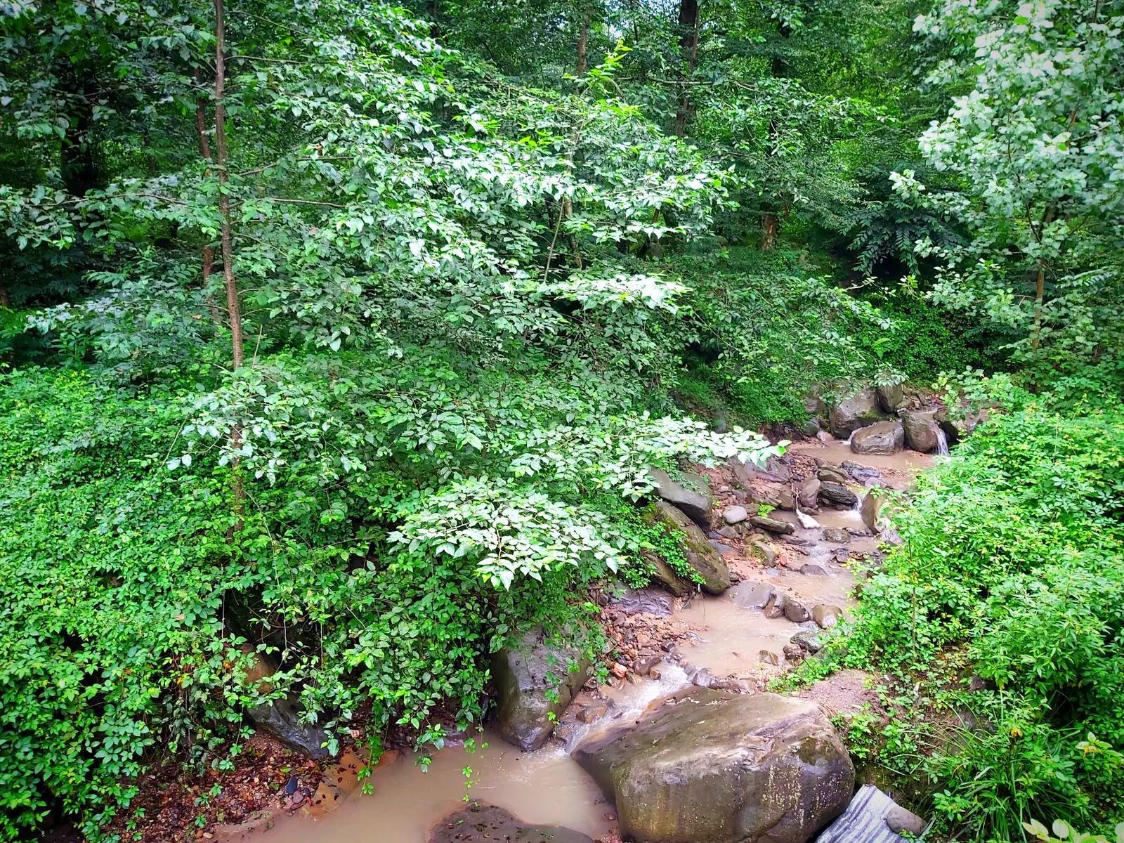 کلبه سوییسی بیشه شیرگاه