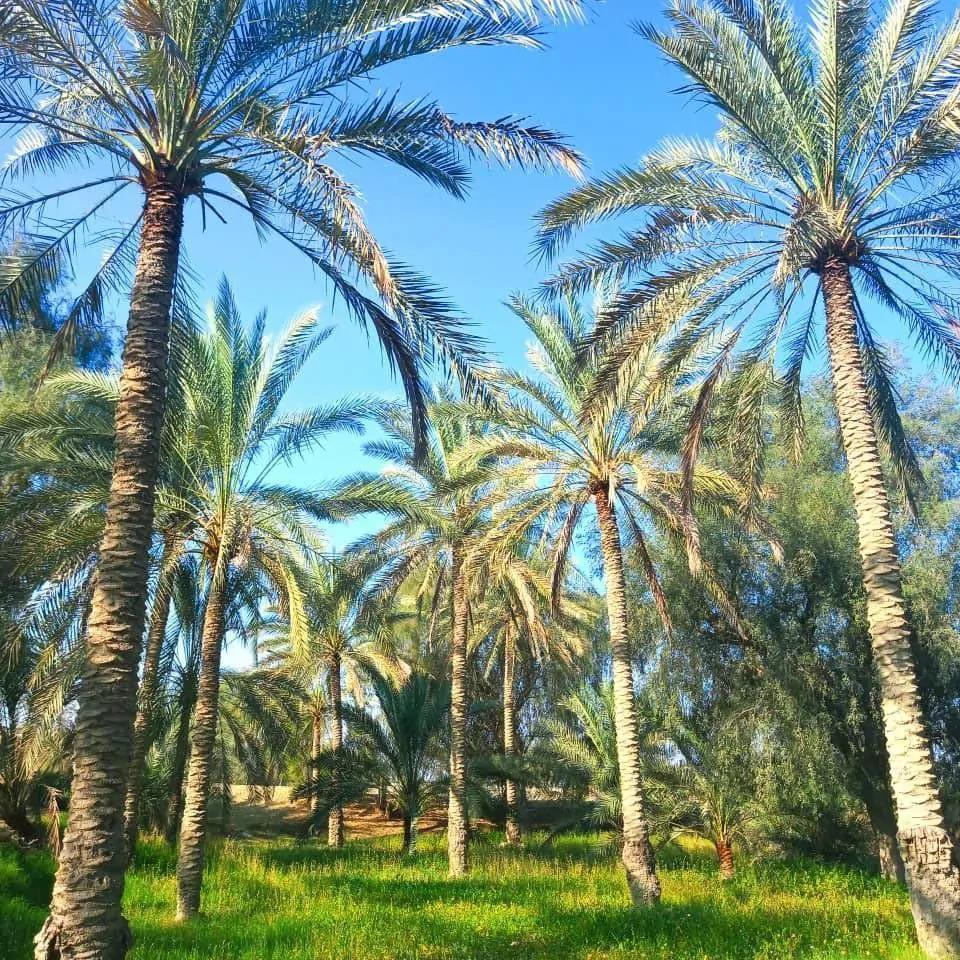 اقامتگاه بوم‌گردی نخل شیخی (اتاق خنیزی) قشم